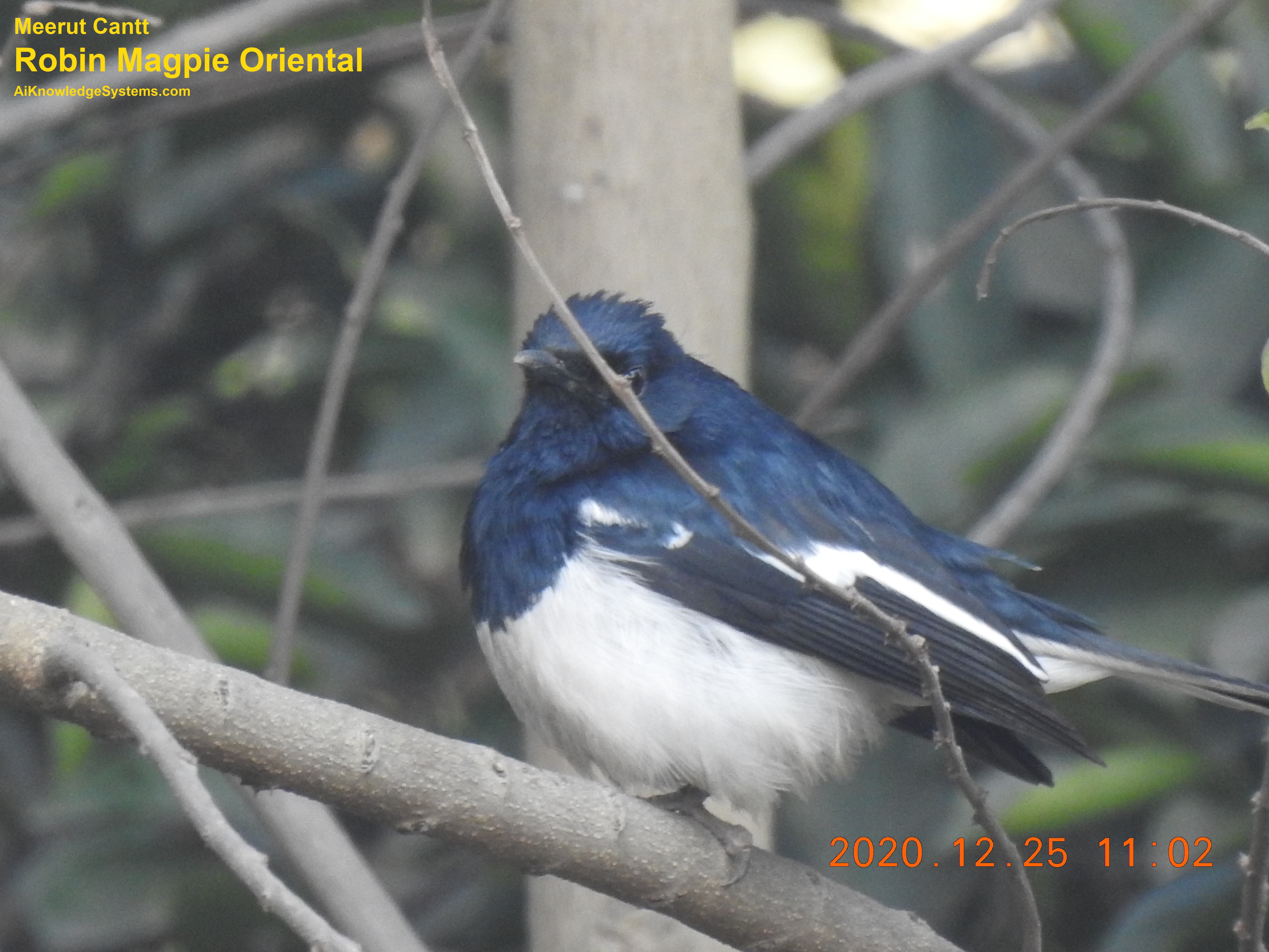 Magpie Robin (114) Coming Soon